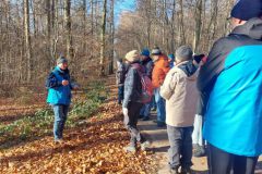 k-Rast-in-den-Buchen